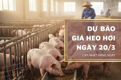Dự báo giá heo hơi ngày mai 20/3: Thị trường giữ xu hướng đi lên