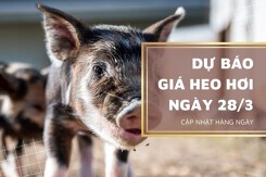 Dự báo giá heo hơi ngày mai 28/3: Miền Bắc và Trung có thể tiếp đà giảm