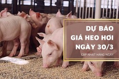 Dự báo giá heo hơi ngày mai 30/3: Giữ đà đi xuống