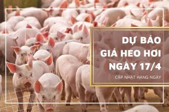 Dự báo giá heo hơi ngày mai 17/4: Thị trường có thể sẽ chững lại