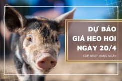 Dự báo giá heo hơi ngày mai 20/4: Có thể tăng nhẹ rải rác tại một số địa phương