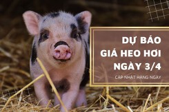 Dự báo giá heo hơi ngày mai 3/4: Sẽ phục hồi và tăng trở lại ở nhiều nơi