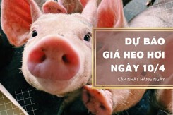 Dự báo giá heo hơi ngày mai 10/4: Sẽ tiếp tục đi ngang trên diện rộng