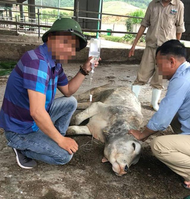 Con trai cựu Chủ tịch BIDV Trần Bắc Hà tự ý bán bò dự án lấy tiền tư túi - Ảnh 2.