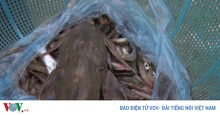 Cá nổi trắng hàng đàn đầu nguồn sông Hồng do bị thả “ruốc”