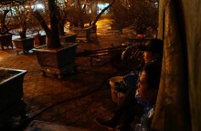 Nghề trông đào thuê ở Hà Nội dịp Tết: Co ro trong đêm mưa rét