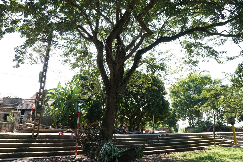 cong an xa lap chot truc gac bao ve cay sua hang chuc ti dong