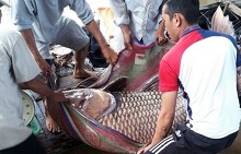 Cận cảnh cá hô nặng hơn tạ 4 người mới khiêng nổi ở Vĩnh Long