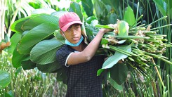 Cận cảnh cả làng hối hả đi hái lá dong ngày cận Tết
