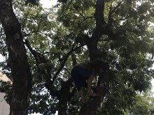 Kéo nhau đi hái sấu vỉa hè Hà Nội kiếm tiền triệu mỗi ngày