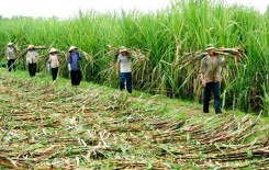 Hậu Giang phát động mua đường hỗ trợ doanh nghiệp