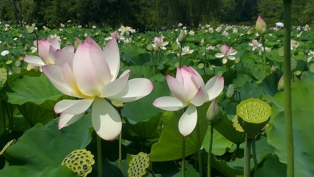 tam tron sai gon ve dong thap muoi ngam sen no tuyet dep