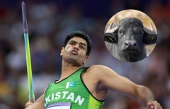 Giành HCV Olympic 2024, VĐV Pakistan được bố vợ tặng... trâu